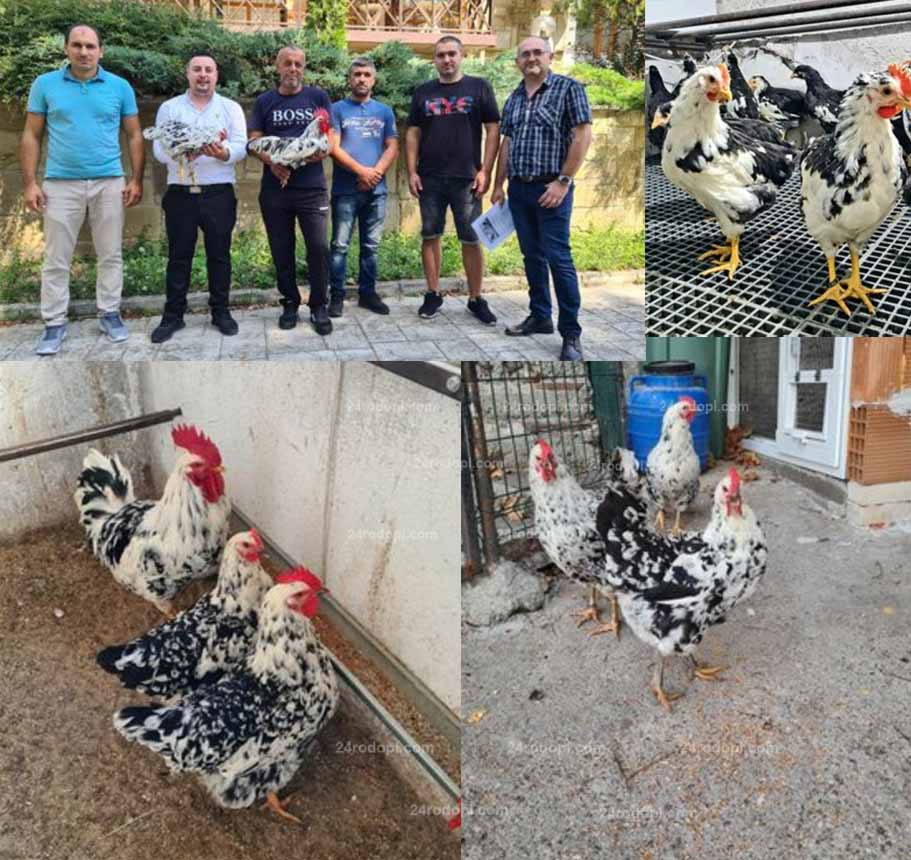 Стопани от Родопите селектираха нова порода кокошки - едри и снасят изобилно
