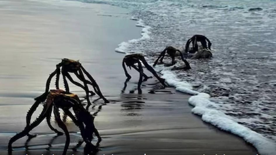 Паника: Морето изхвърля странни създания, туристите са в ужас СНИМКА
