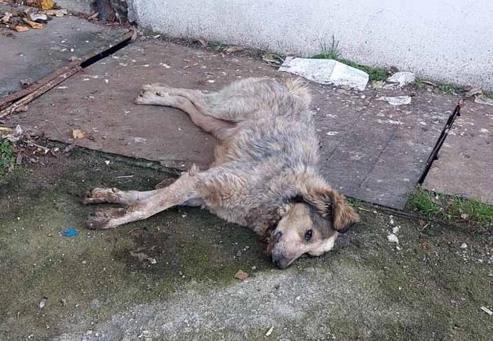 Брутална жестокост потресе Кърджали 