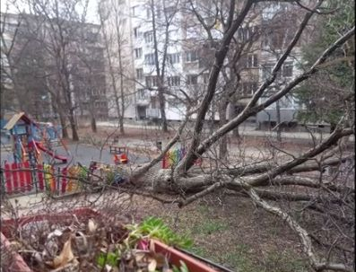 Дърво се стовари с грохот на детска площадка в София 