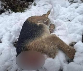 Жестоко убийство потресе Дряново СНИМКА 18+