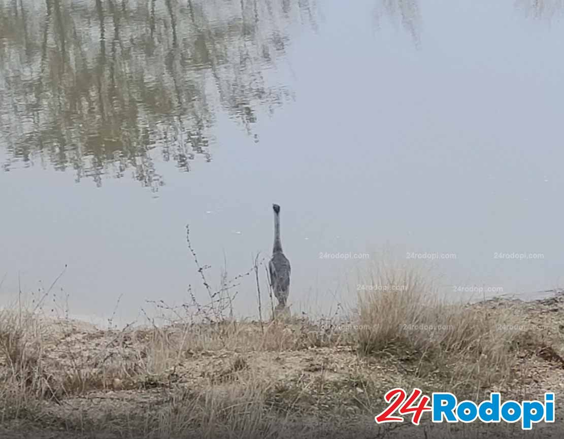 Шокираща гледка в кърджалийско село, местните не вярват на очите си СНИМКИ 