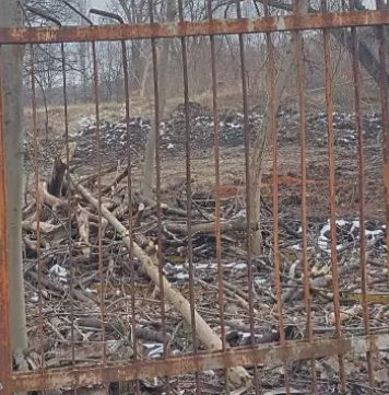  Много солена глоба за незаконната сеч в Борисовата