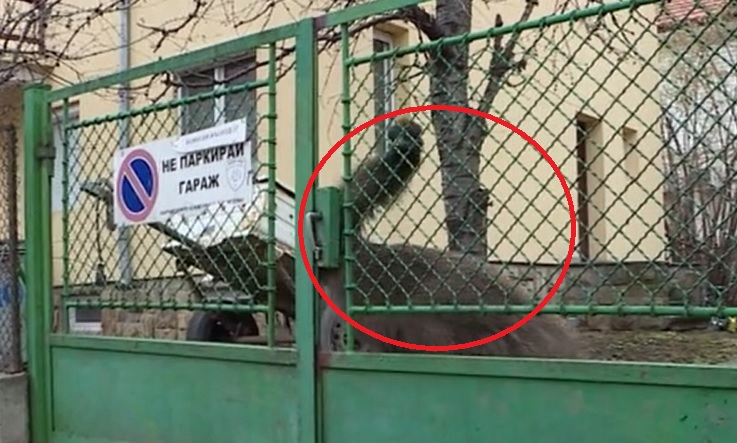 Изненада в "Манастирски ливади" в София, в квартала живее... ВИДЕО