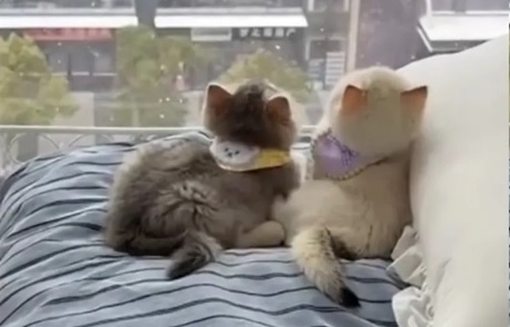 Котенца, възхитени от снеговалежа, умилиха мрежата ВИДЕО