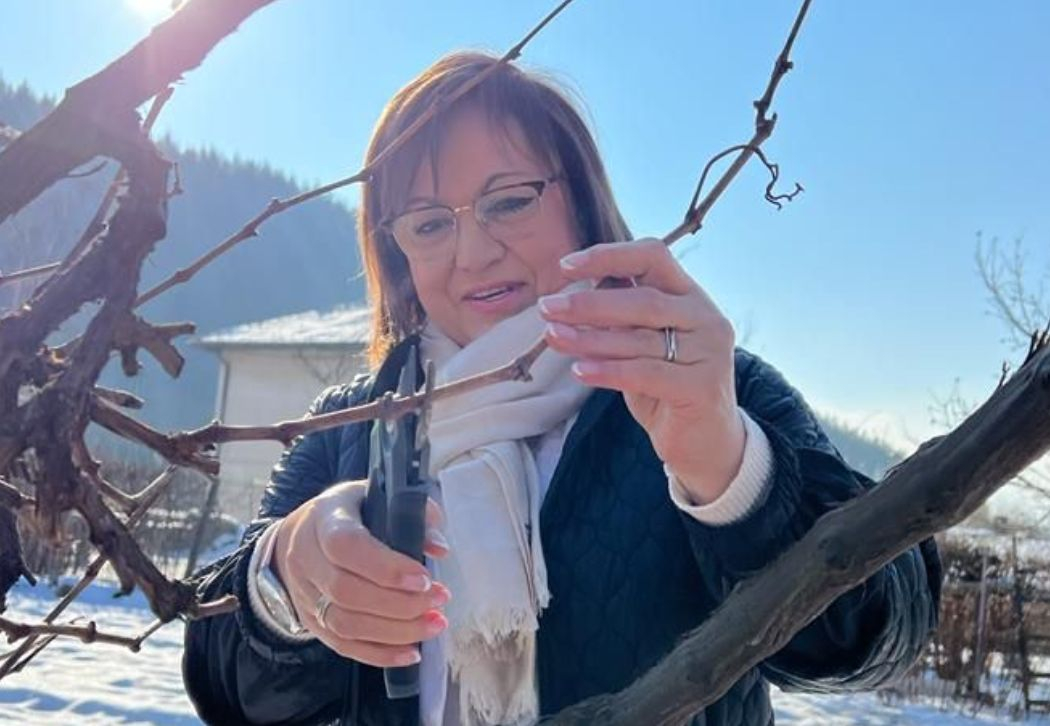 На Трифон Зарезан Корнелия Нинова заряза ритуално лозите в Осоица и Априлово
