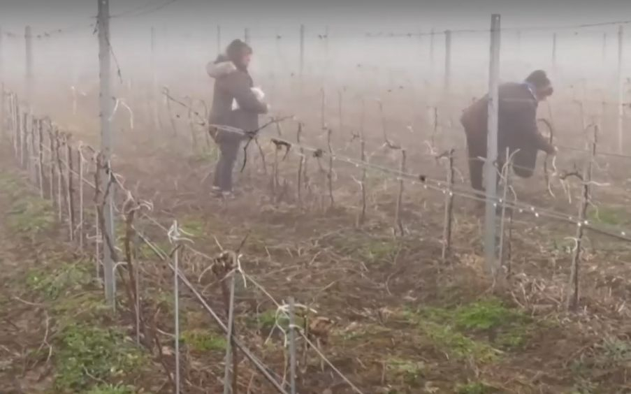 Трагедия! Родни лозари изкореняват насажденията си ВИДЕО