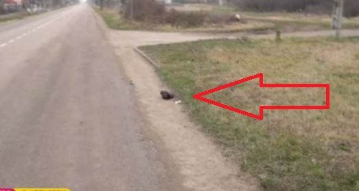 Трагедия: Майка на 4 деца бе убита в Монтанско ВИДЕО