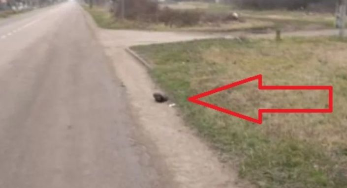 Ексклузивни разкрития за пияния джигит, затрил майка на 4 деца в Монтанско СНИМКА 