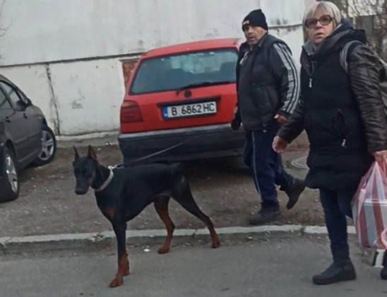 Кървав ужас с доберман във Варна, стопанинът гледа безучастно ВИДЕО 