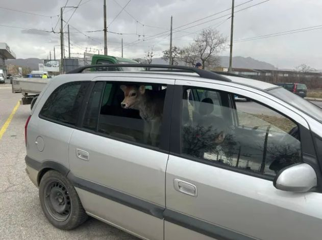 Шофьор от Сливен натъпка 7 телета в колата си, но това не беше всичко СНИМКИ