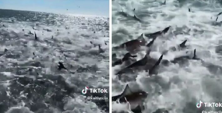 Това ВИДЕО стана хит: Морето ври от акули около рибарска лодка 