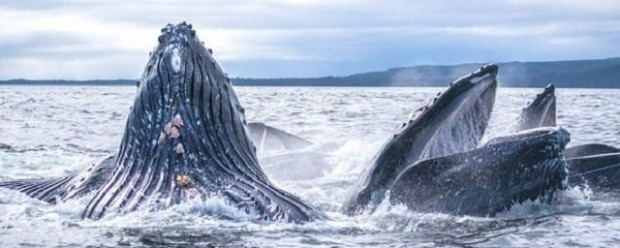 Учени установиха кое ужасно морско чудовище е поглъщало цели кораби