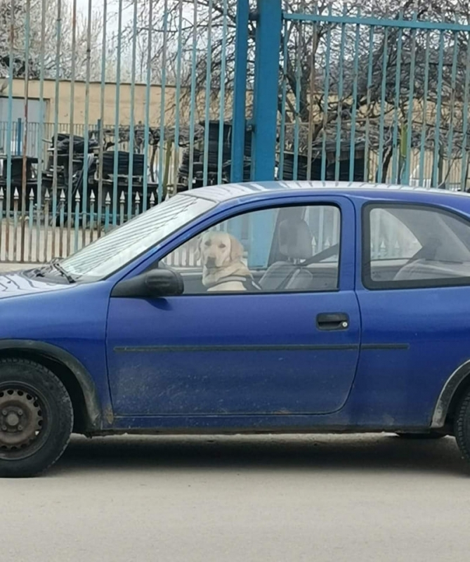Куче зад волана събра погледите в Монтана СНИМКА 