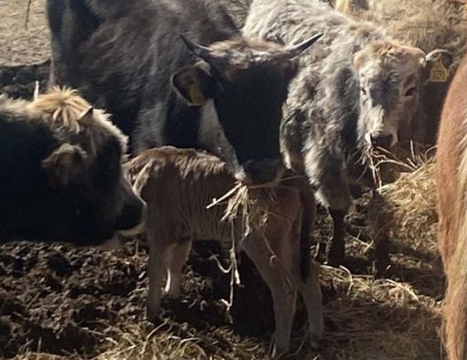 Кои са каубоите на Родопите и какви са най-големите им проблеми СНИМКИ