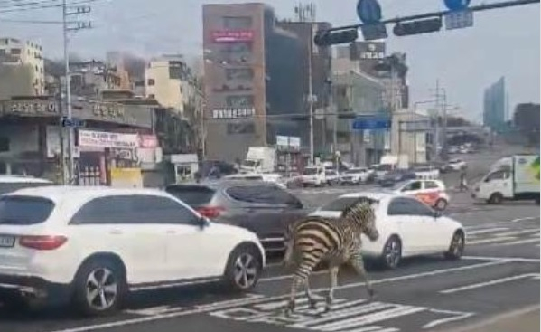 Шофьори и минувачи в паника от тази гледка на пътя ВИДЕО 