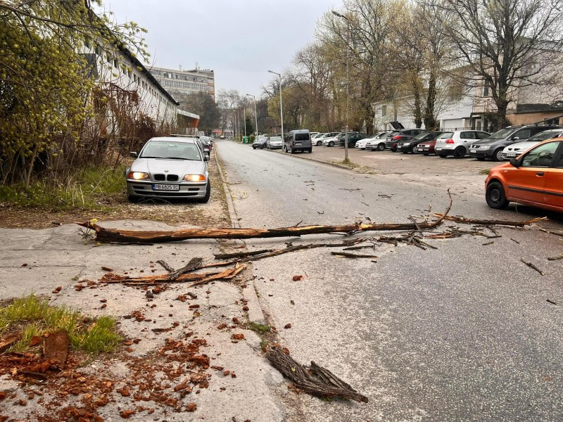В Пловдив е страшно: Библейска буря удари града, дърво смаза джип в движение ВИДЕО