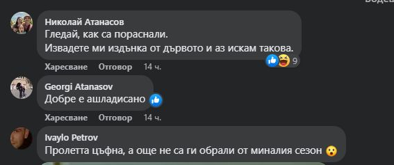 Като това софийско дърво няма друго в света! Всички го зяпат с отворена уста