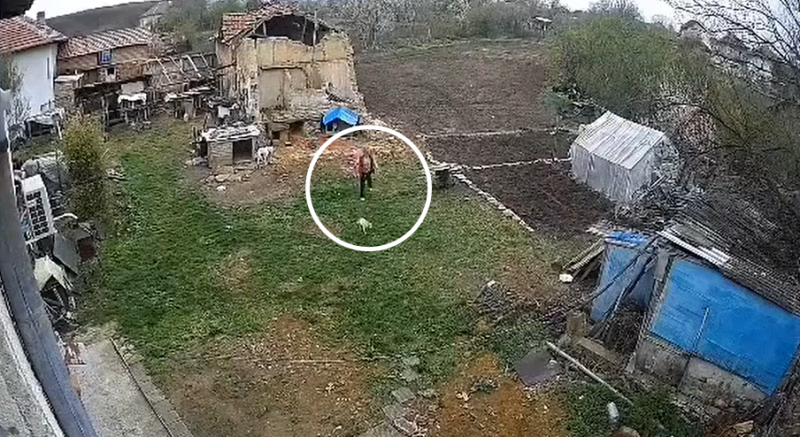 Жена от Северозапада потресе мрежата с бруталната си жестокост ВИДЕО 