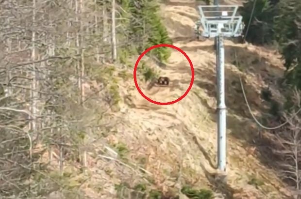 Опасно ВИДЕО: Мечка изненада работници в Родопите и...