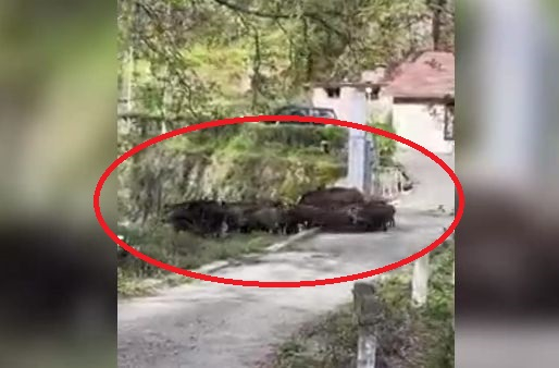 Опасни зверове минаха посред бял ден в казанлъшко село и ето какво се случи ВИДЕО 