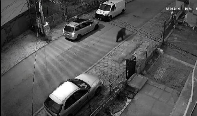 Огромна мечка препуска по улиците на Владая, столичани бягат паникьосани ВИДЕО
