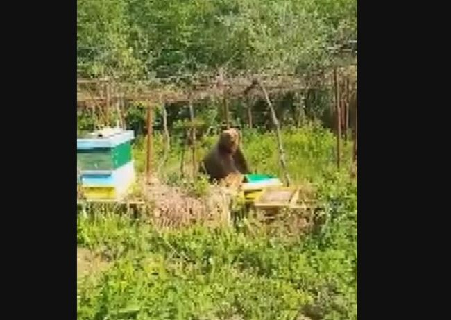 Страшен неканен гостенин се разхожда из вилите в Габровско ВИДЕО 