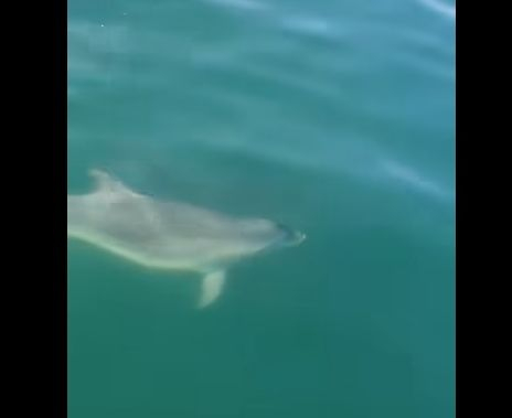 Красиви създания изплуваха в Черно море и събраха очите на всички ВИДЕО 
