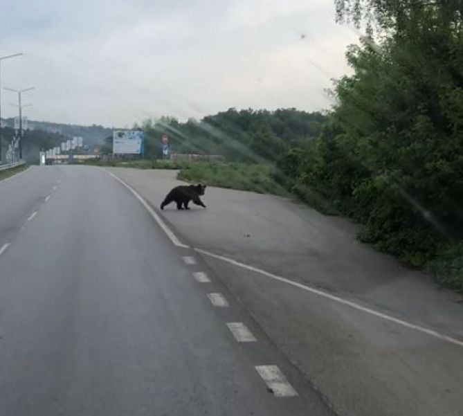  Изгладнели зверове държат габровци на нокти ВИДЕО 