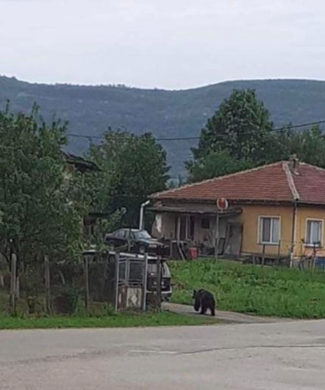  Изгладнели зверове държат габровци на нокти ВИДЕО 