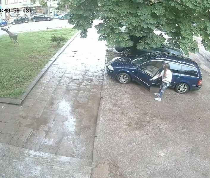 Шофьрка подпали мрежата с грозна постъпка във Велико Търново СНИМКИ
