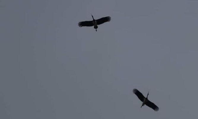 Рядка черна птица се появи в Плевенско 