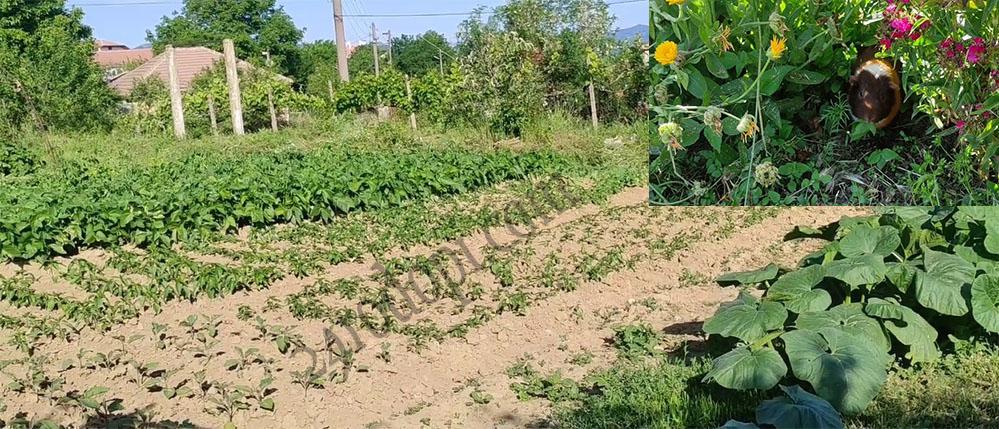 Помните ли що е то Образцов дом? Жена от Родопите го показа ВИДЕО