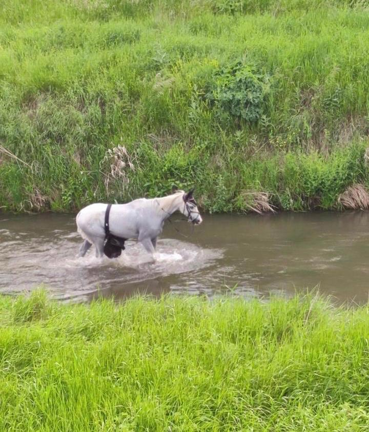 Конят Шифър хвърли ездачката си и изчезна край софийското село Равно поле СНИМКИ