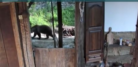 Свиреп звяр изправи на нокти обитателите на село в Троянския Балкан ВИДЕО 
