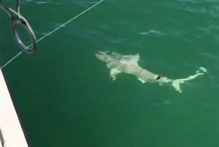Огромна риба погълна цяла акула пред очите на рибарите ВИДЕО