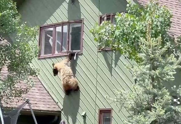 Мечка виси от прозорец на къща, след като вътре е изяла… ВИДЕО