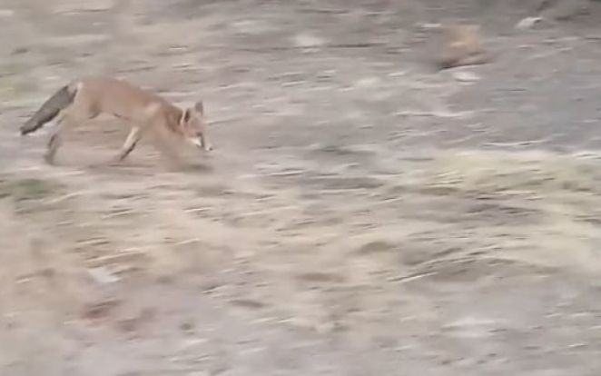 Опасен хищник ококори туристите в Несебър ВИДЕО 
