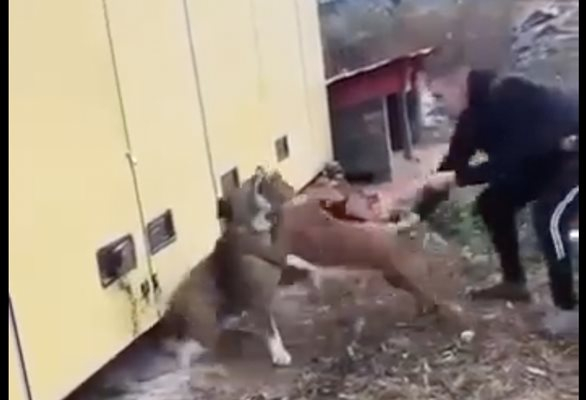 Изверг насъска питбула си да убие вързано куче, мрежата кипна ВИДЕО 18+