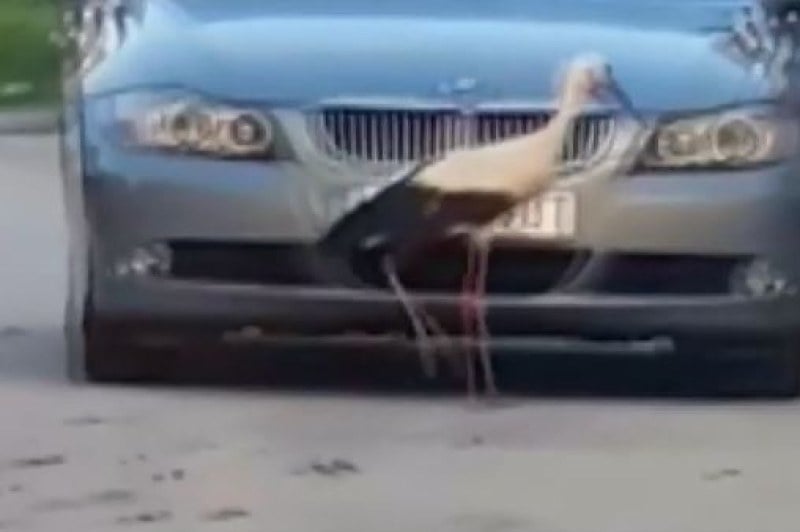 Агресивен щъркел тормози жителите на Луковит ВИДЕО 