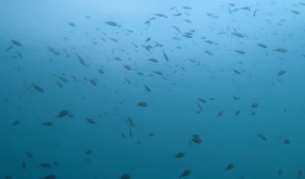 Всеки може да помисли, че това ВИДЕО е от Средиземно море, но е нашето Черноморие