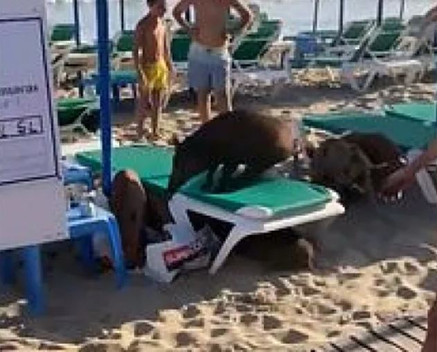 Диви прасета щурмуваха популярен плаж във... ВИДЕО