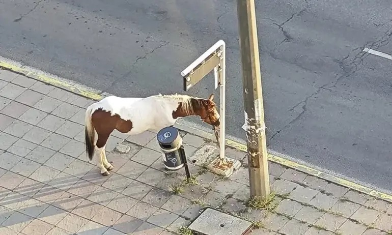 Люлин ми е Тексас: Кой започна да чака градския транспорт в квартала СНИМКА 