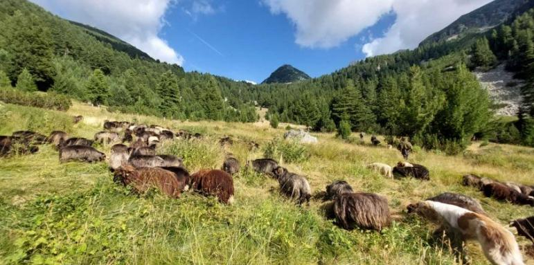Уникална академия за овчари отвори врати у нас, ето какво учат ВИДЕО