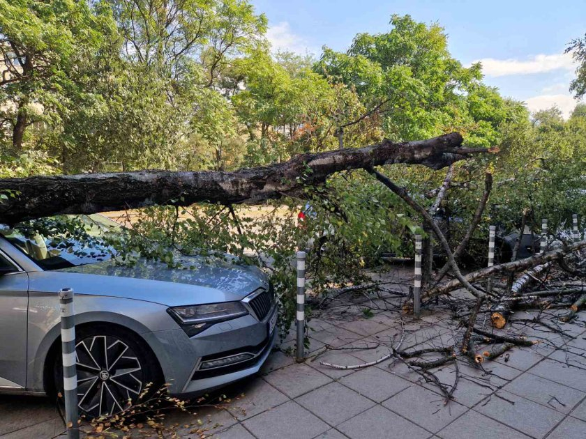 Дървета се стовариха върху коли в центъра на София СНИМКИ