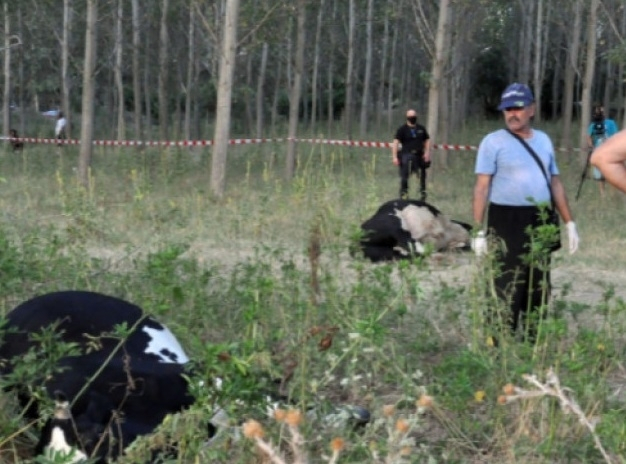 Зловеща гледка: 15 трупа смразиха мъж във Видинско