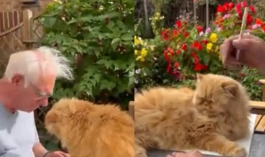 Котарак, който помага на собственика си да работи, умили мрежата ВИДЕО