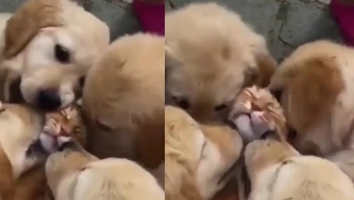 Вижте как няколко кученца разцелуваха котарак до изтощение ВИДЕО