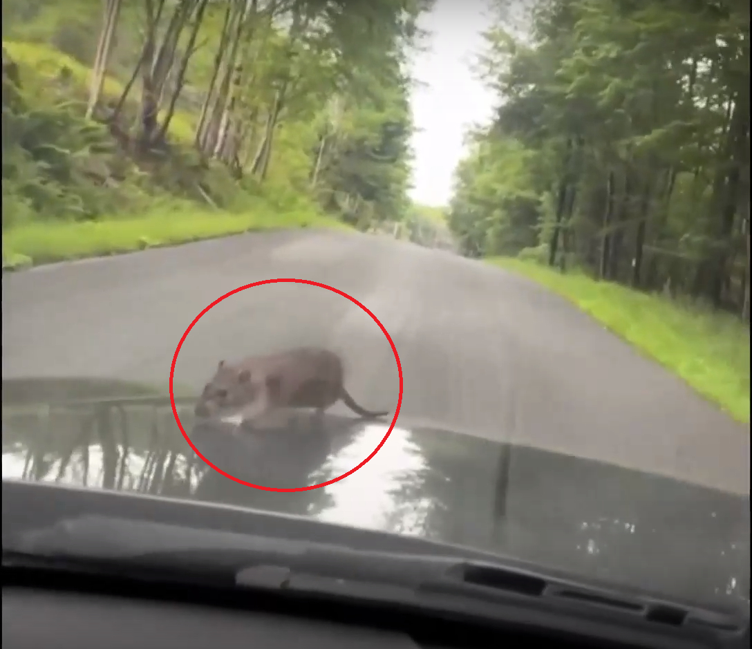 Необичаен пътник ошашави шофьор, повози се на... ВИДЕО