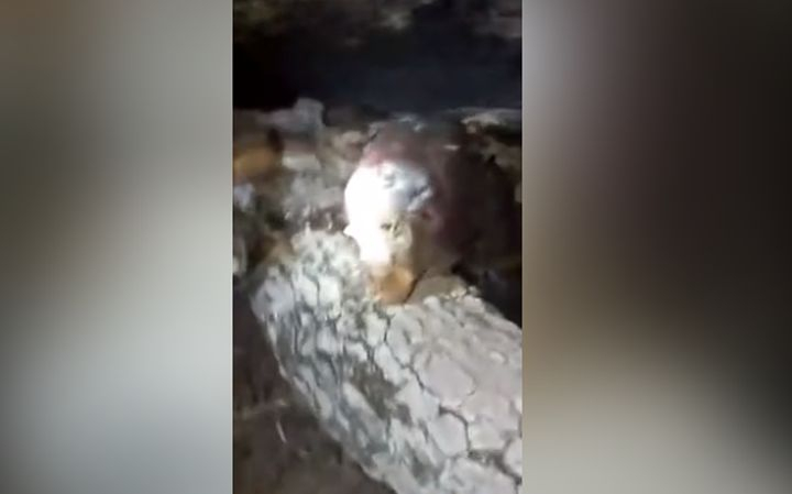 Смразяващо ВИДЕО на кръвосмучеща чупакабра взриви мрежата